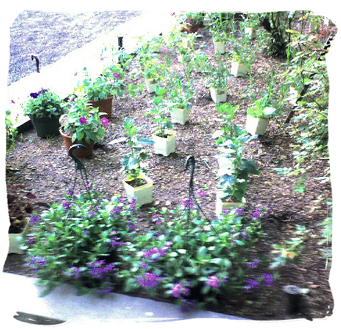 bpgarden