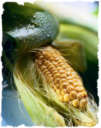 corn