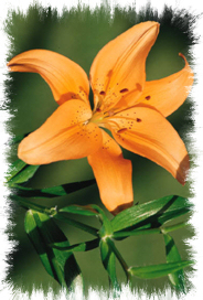 Daylily courtesy of Microsoft Word Clip Art