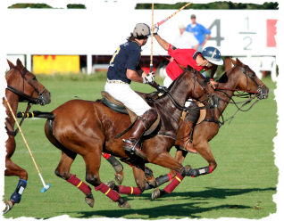 polo.jpg