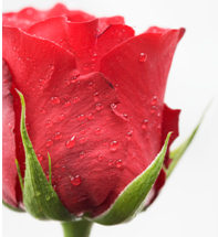 rose.jpg