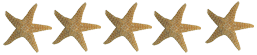 jersey shore shell
