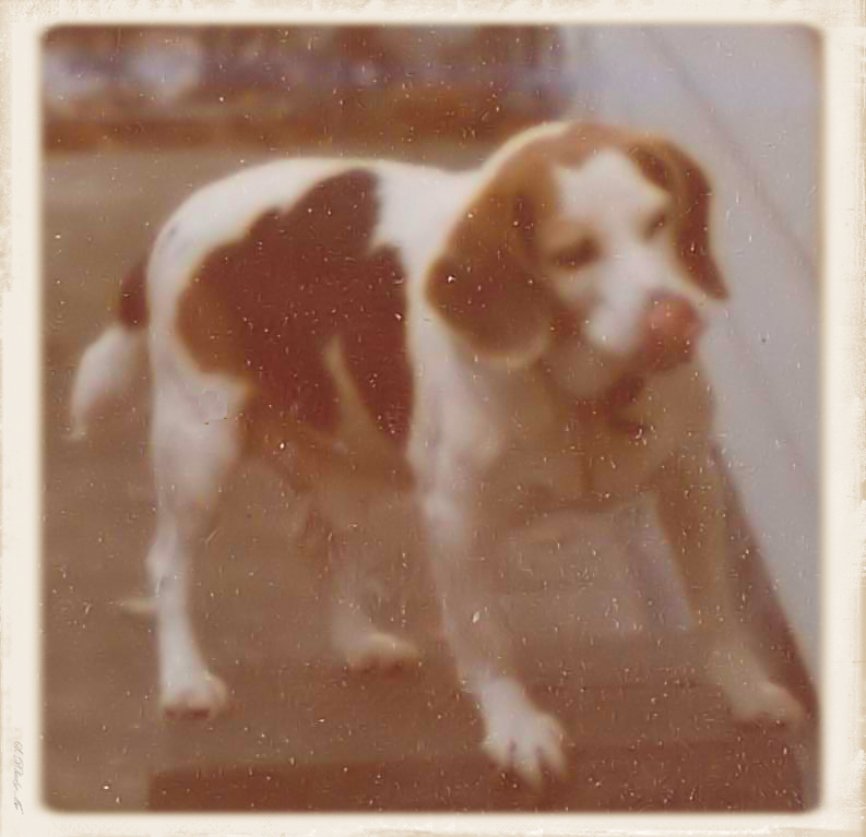 Spotty the Beagle