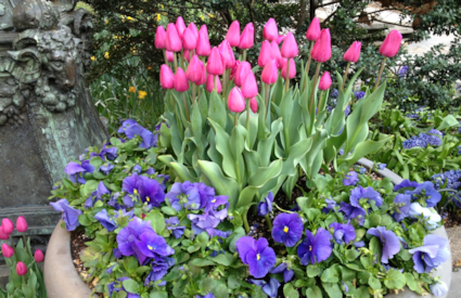 Bryant Park Spring Flowers