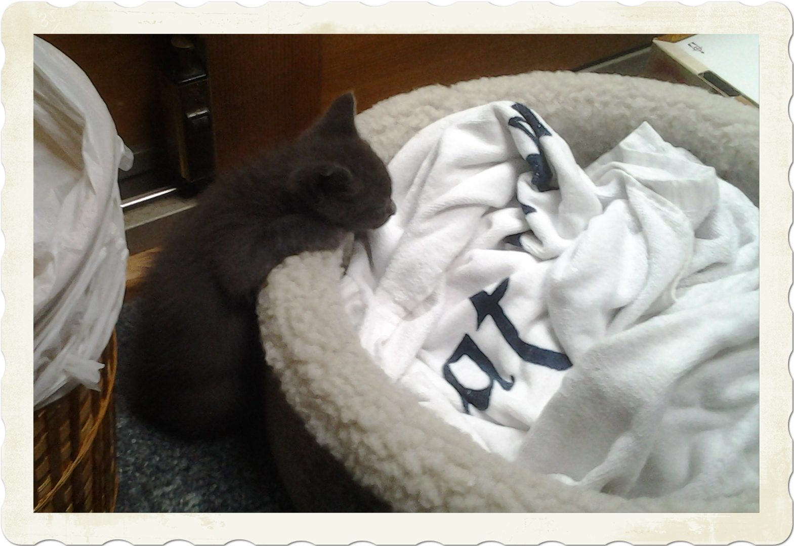 kitten1