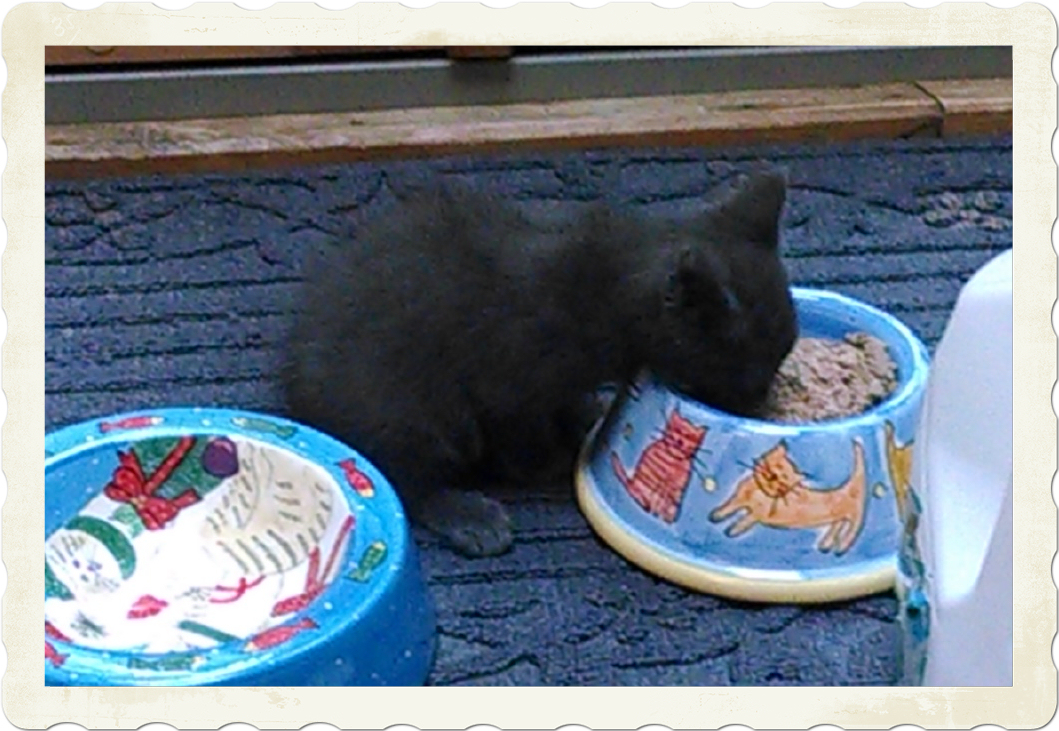 kitten2
