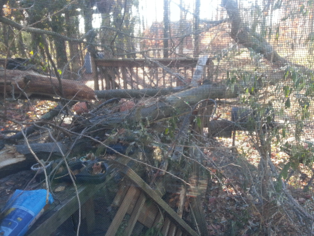 TreeonDeck