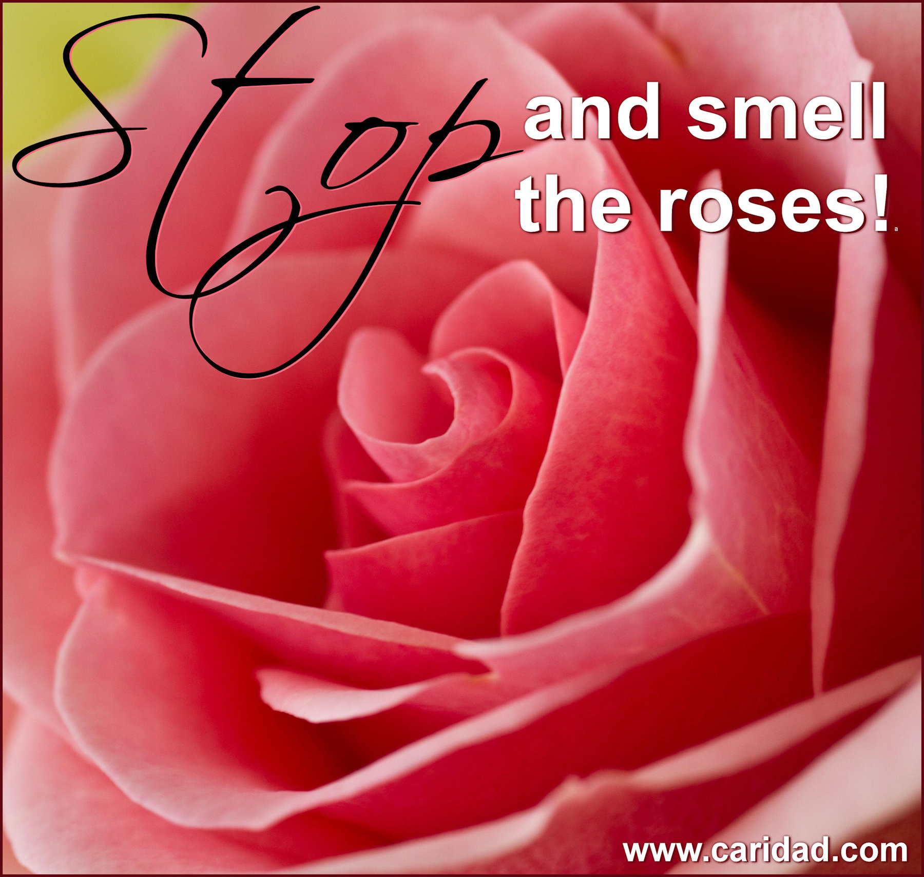 smelltheroses