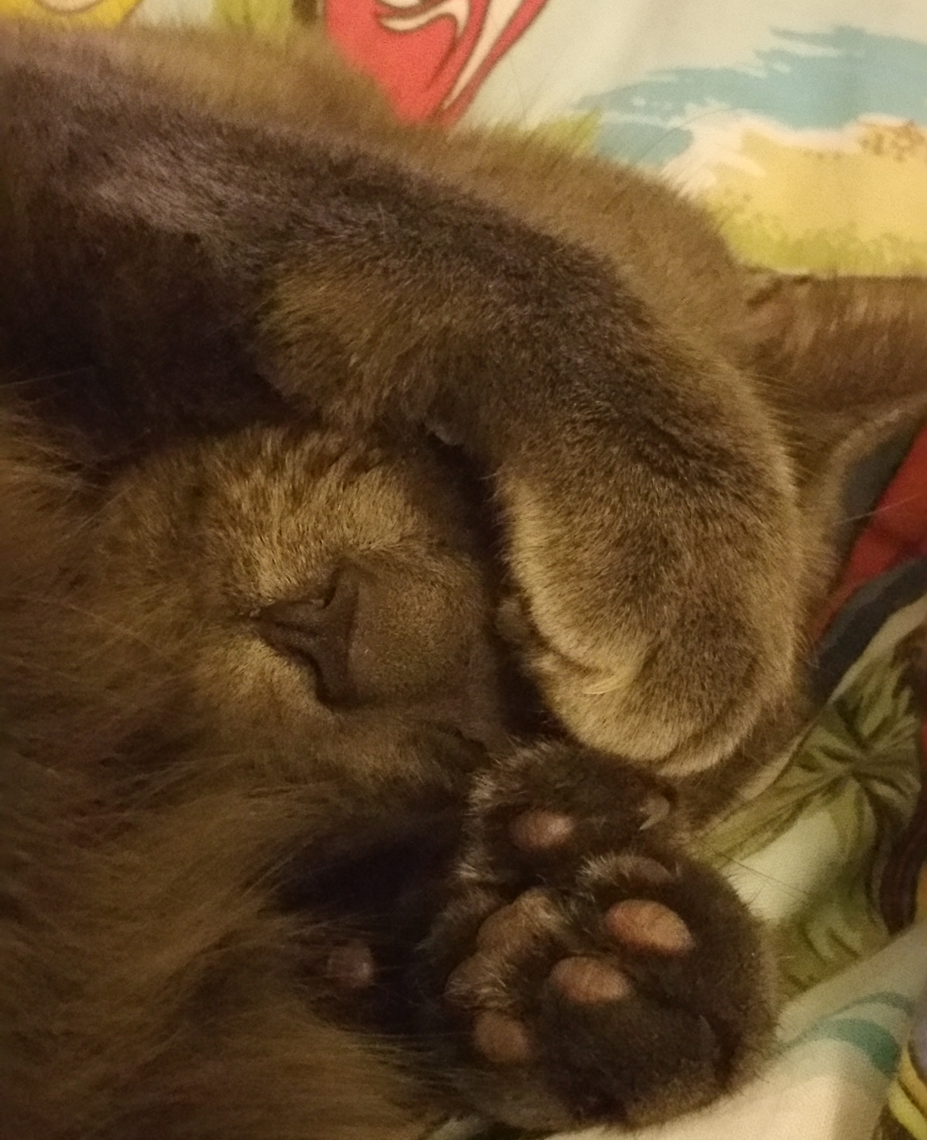 Slate my rescue cat