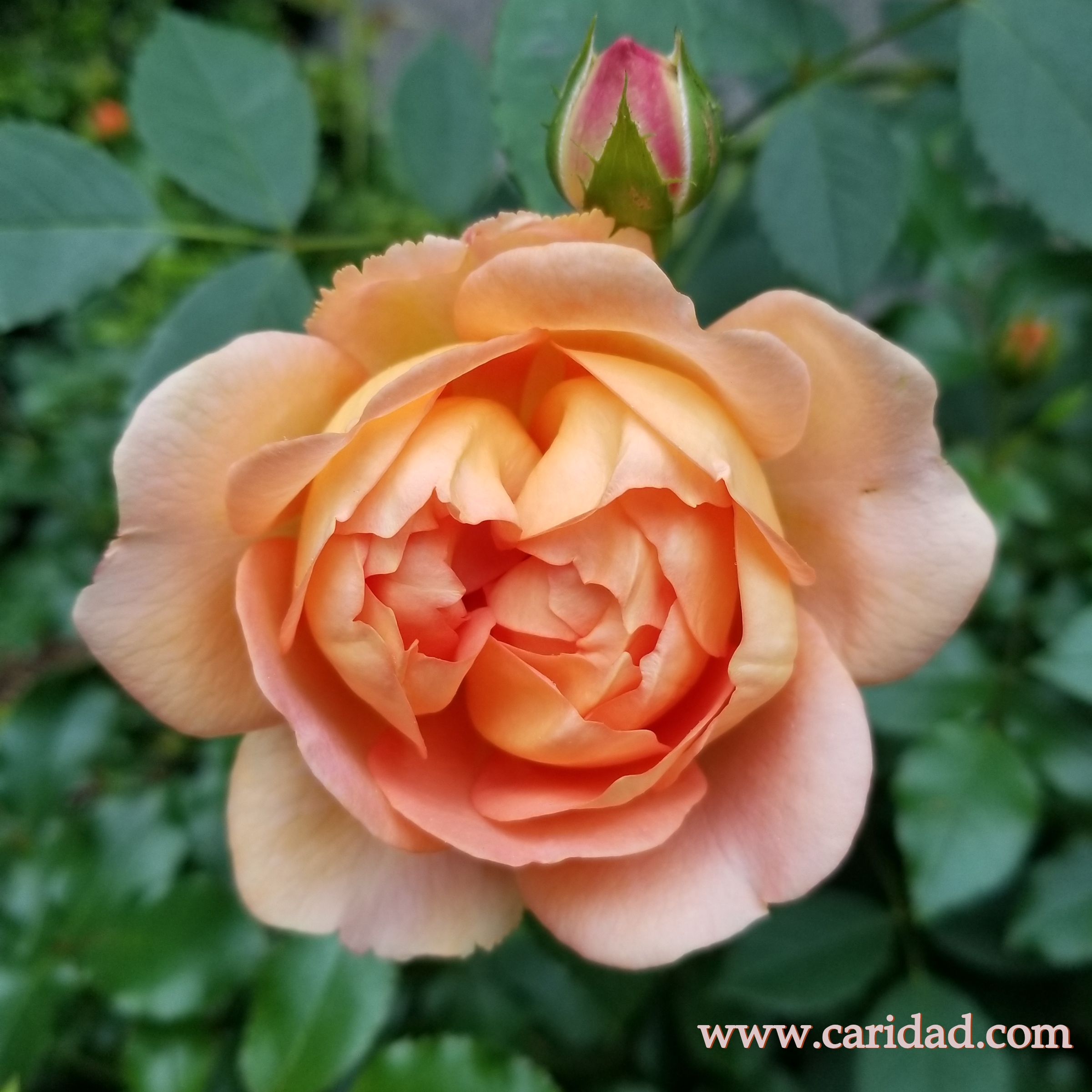 Smell the roses