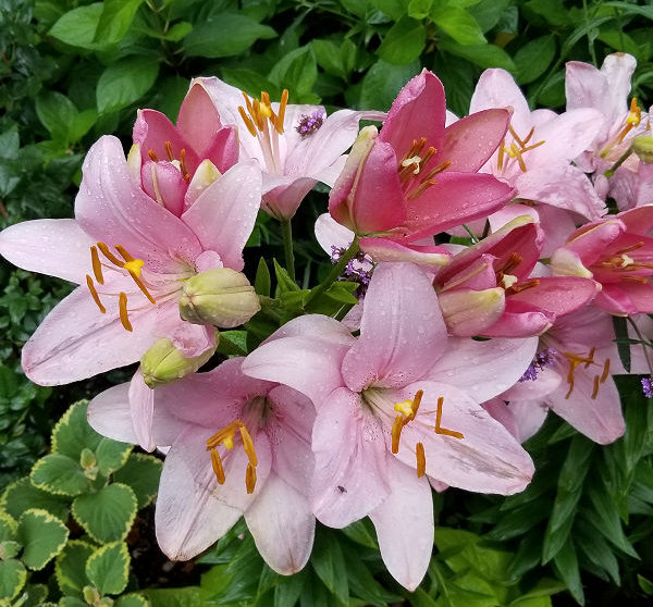 Asiatic Lilies