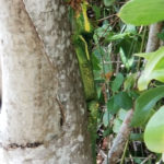 Lizard