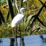 Bird at Poolside
