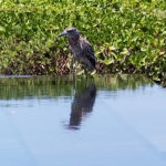 Bird at Poolside