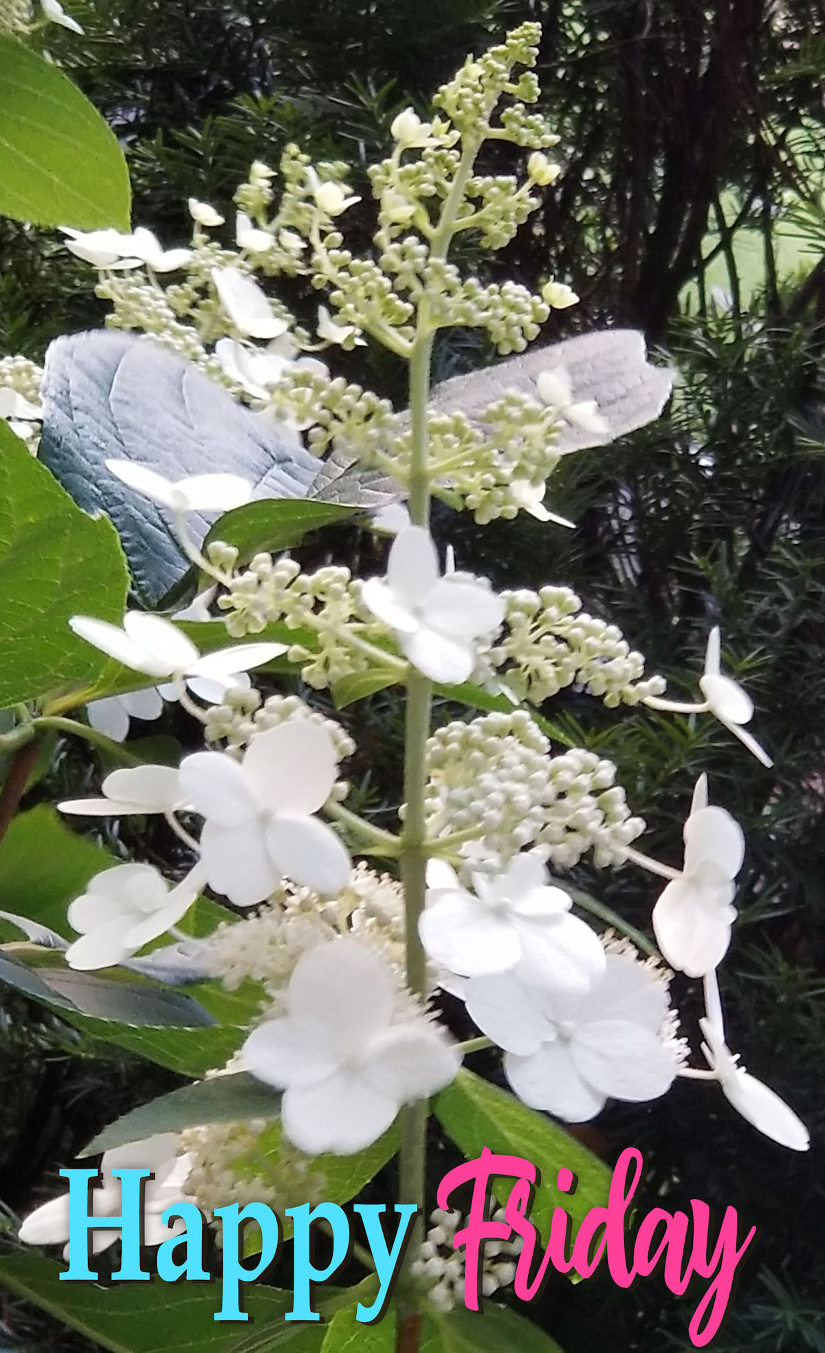 hydrangea bryant park