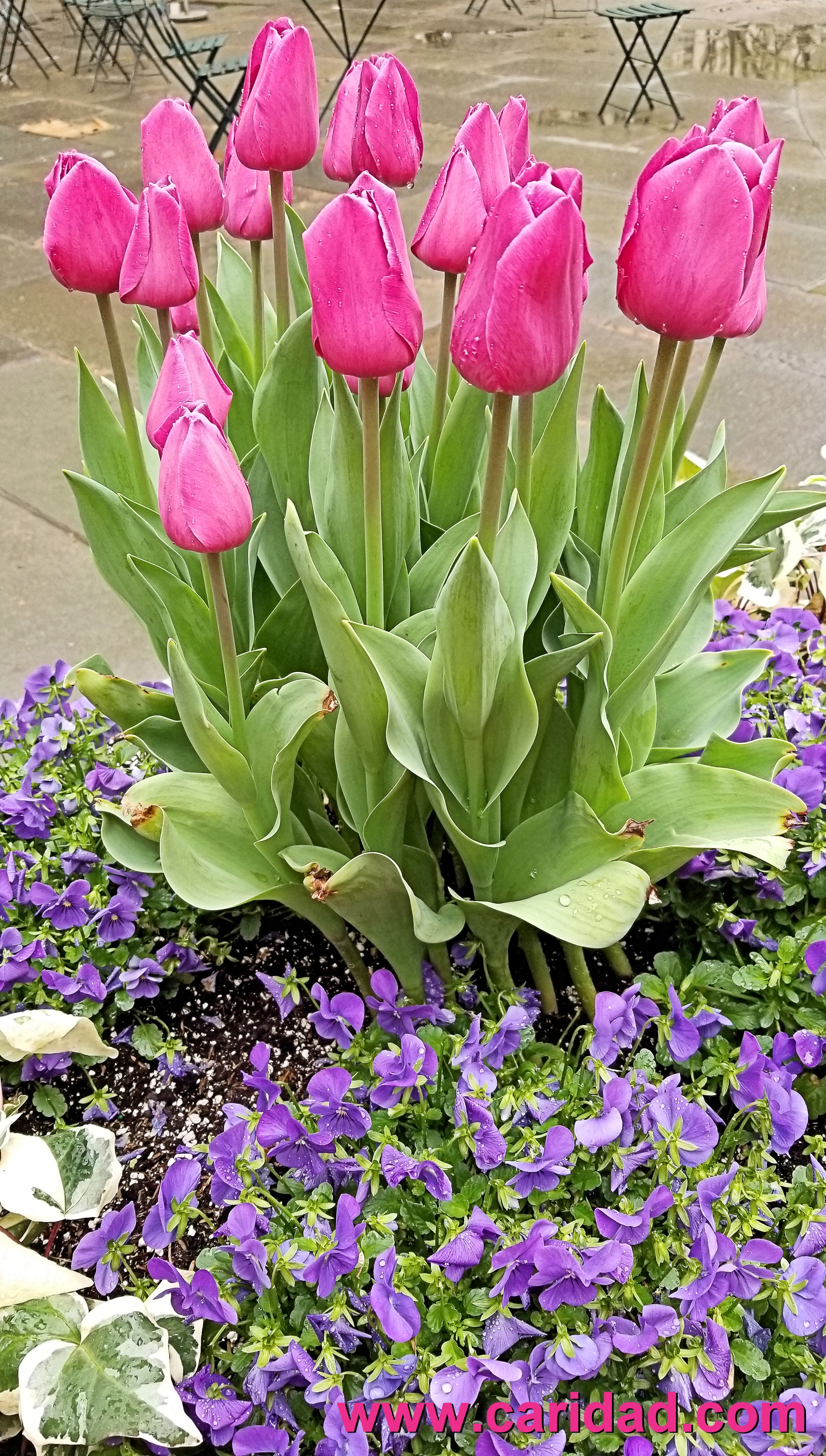 Pink and Purple Flowers Bryant Park