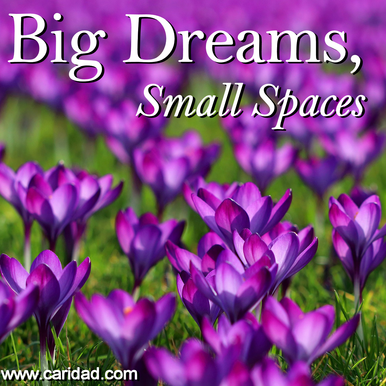 Big dreams, small spaces