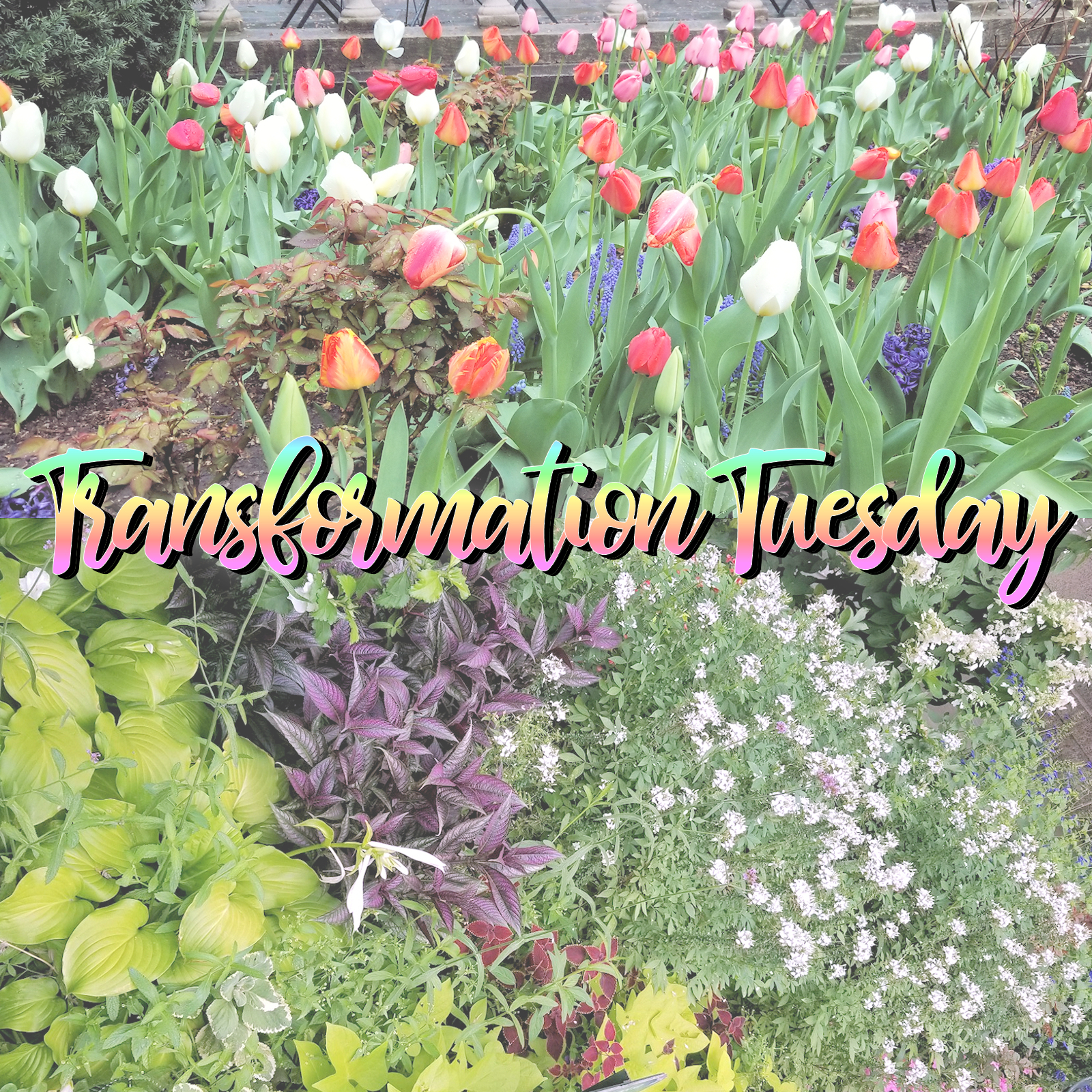 Transformation Tuesday a gardener of plants and words