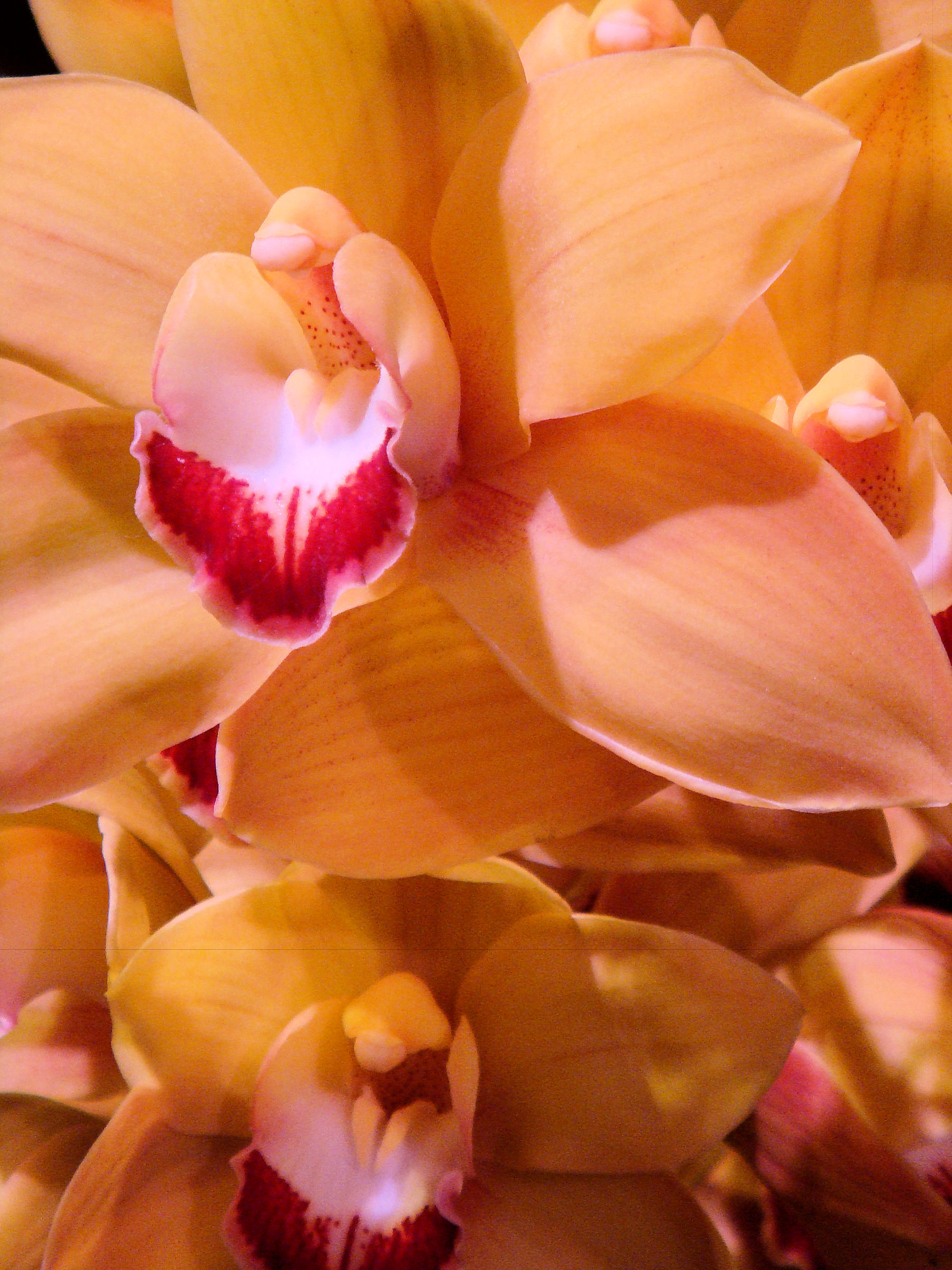 Philadelphia Flower Show