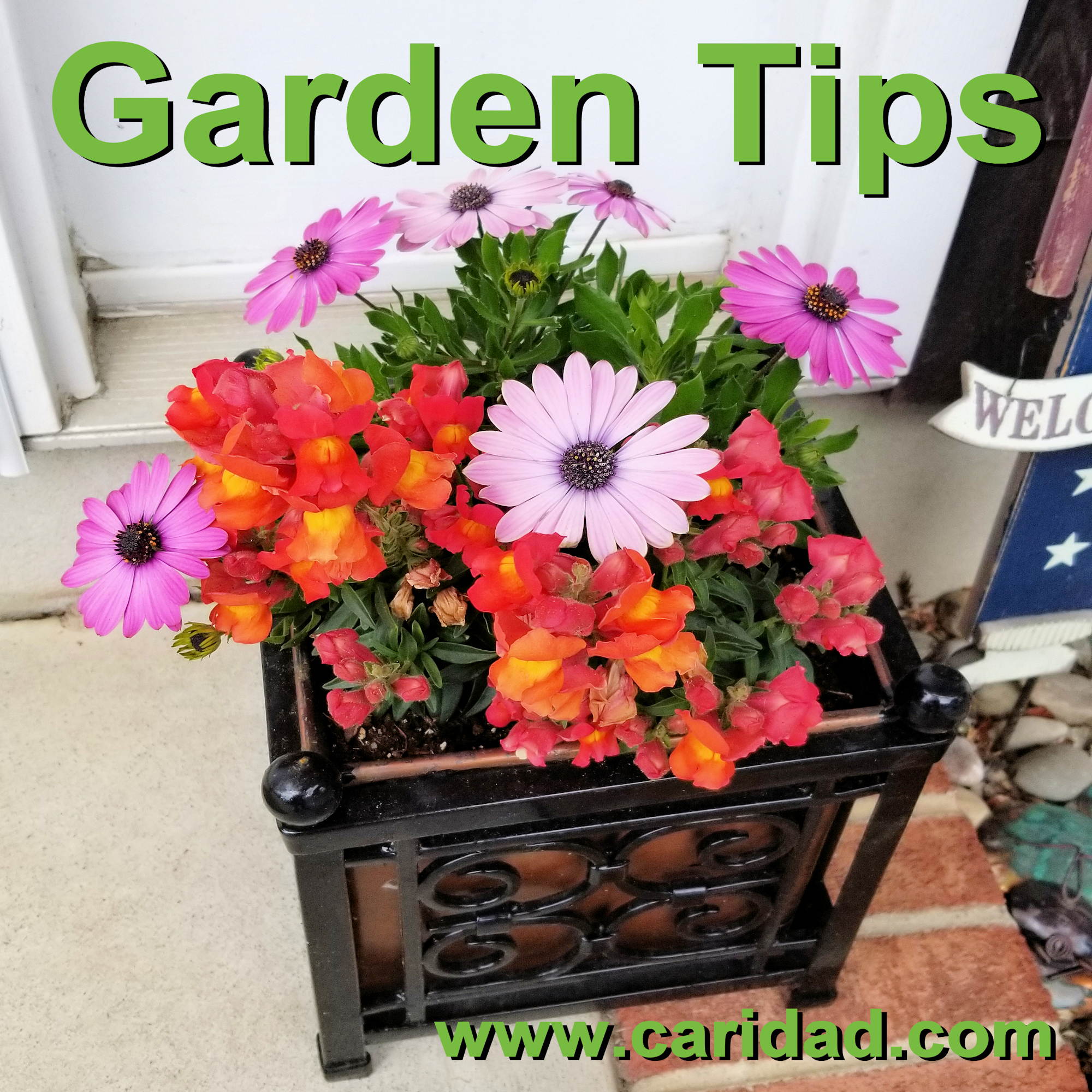 Organic Gardening Tips