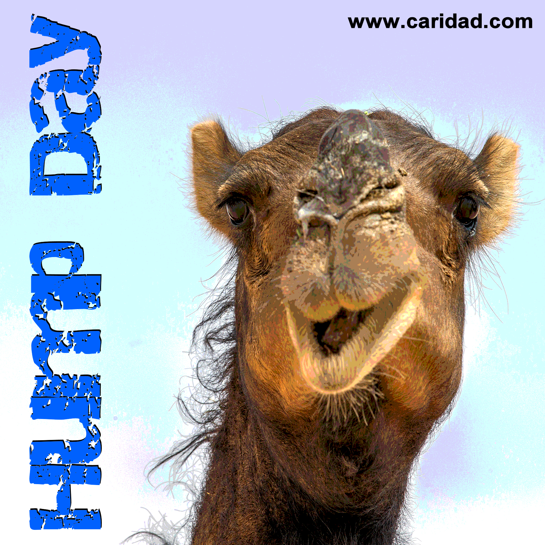 hump day happenings