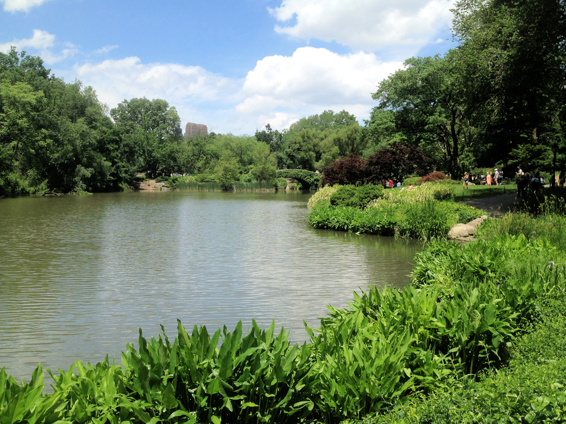 Turtle Pond Central Park