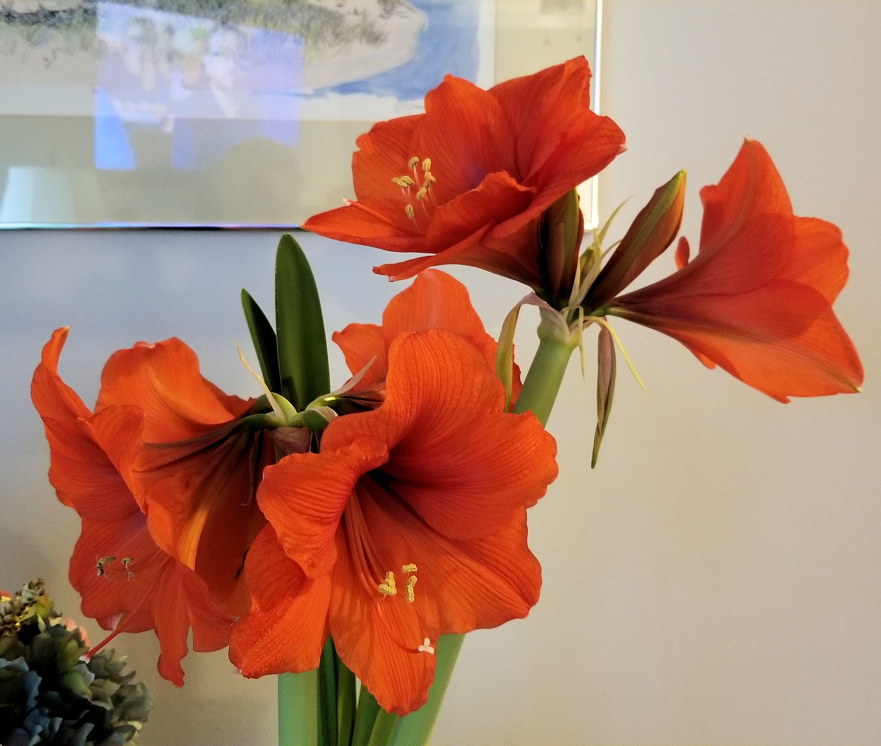 amaryllis