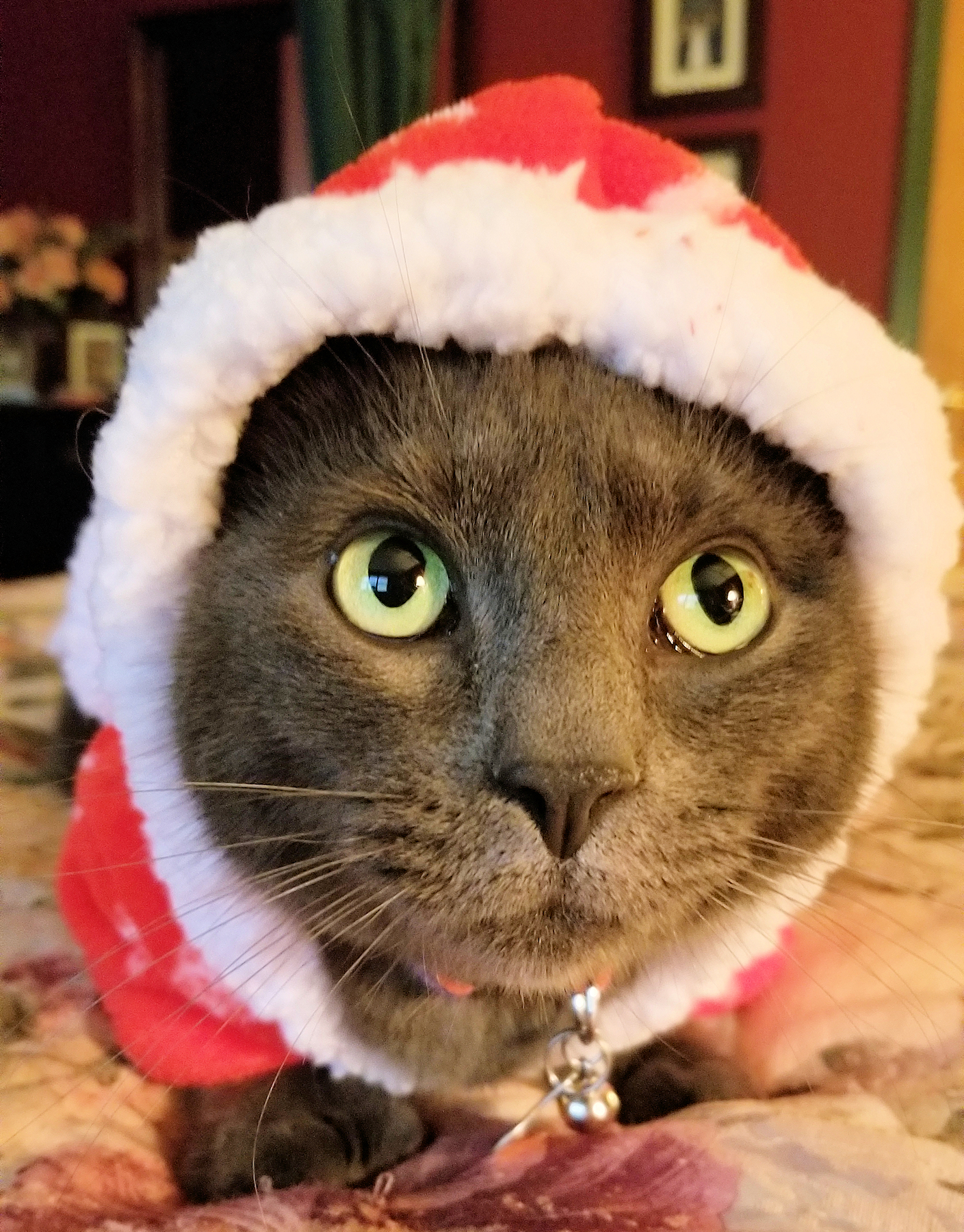 caridad's fur baby