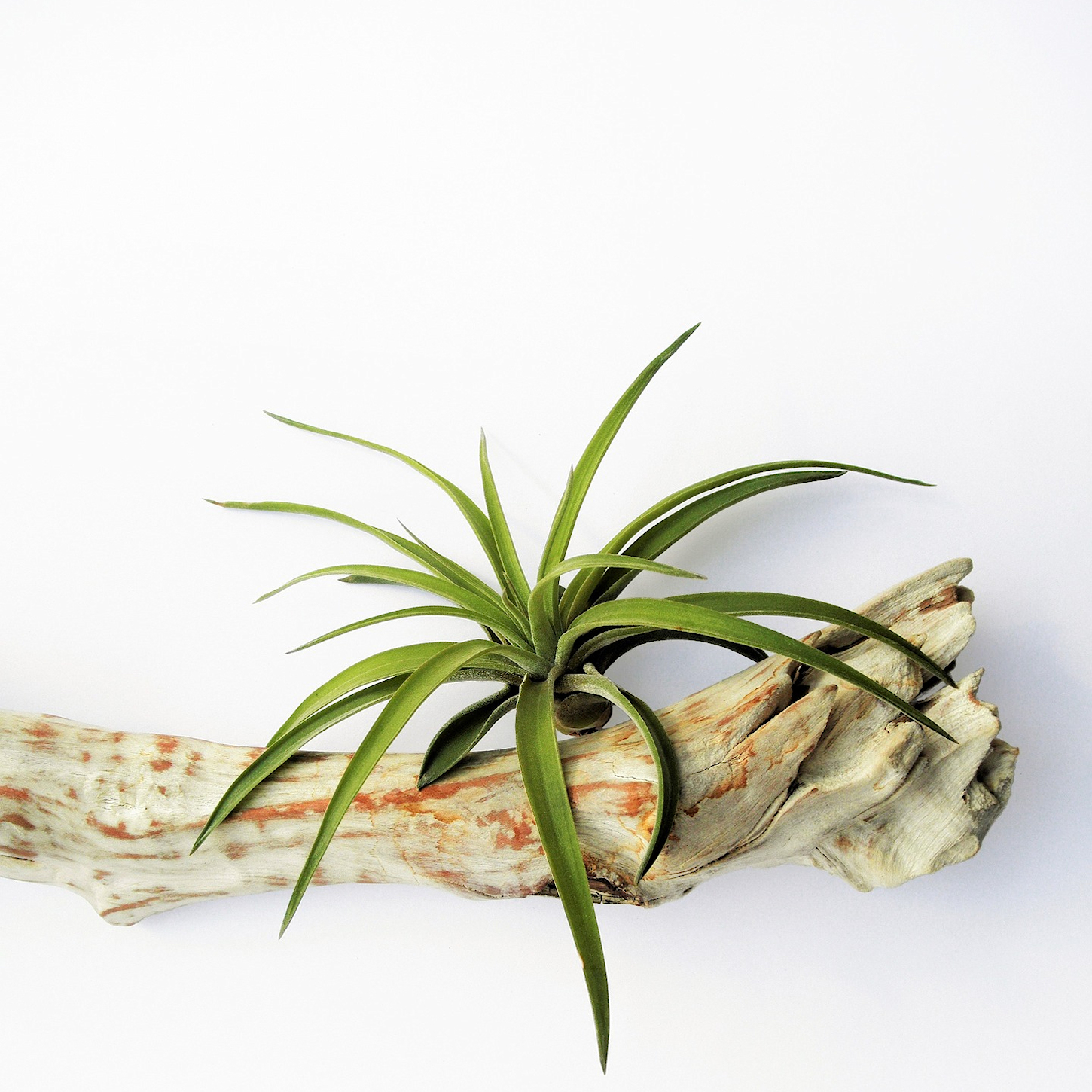 caridad air plant
