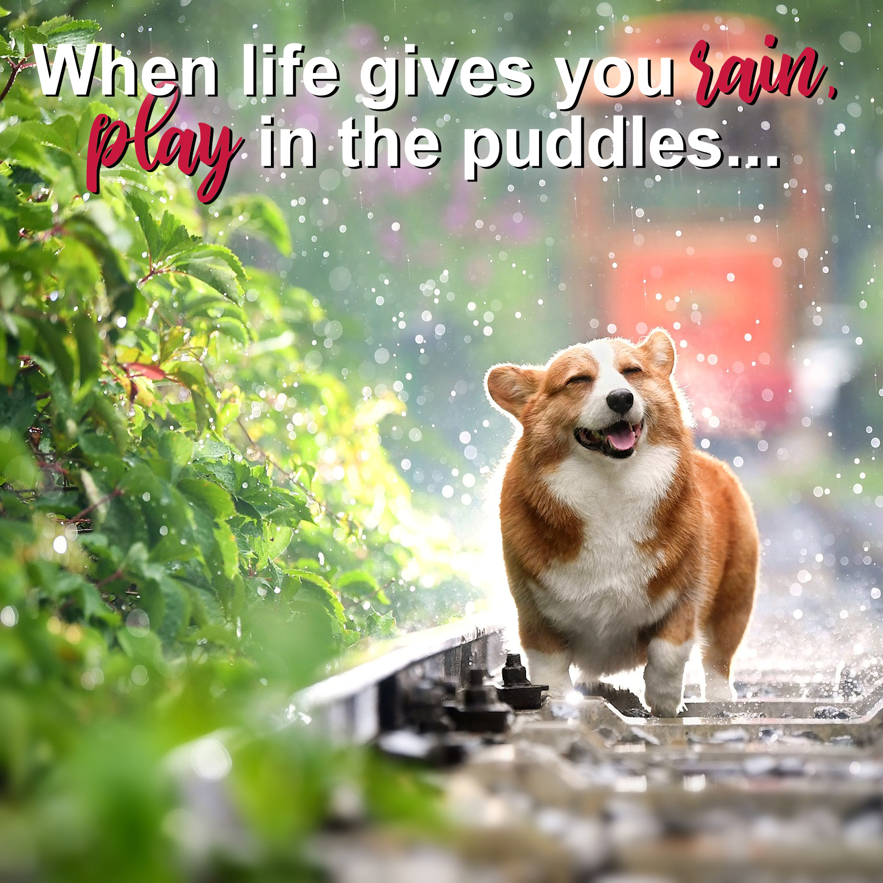 when life gives you rain play in the puddles