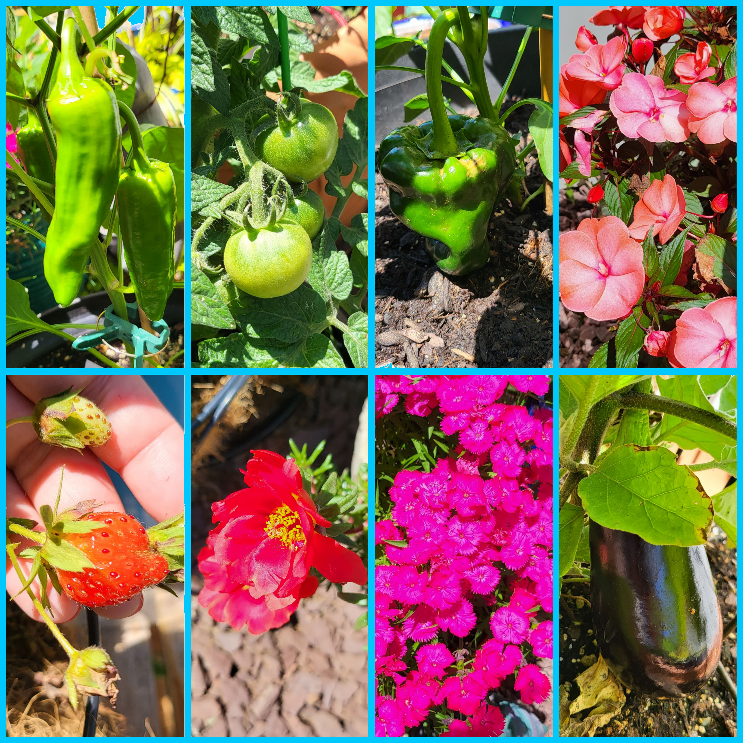 caridad garden