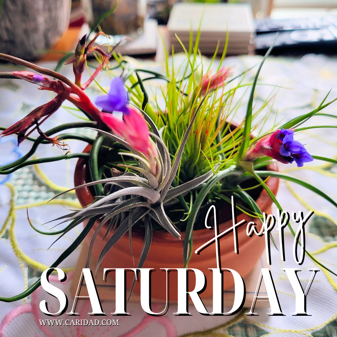 blooming air plants