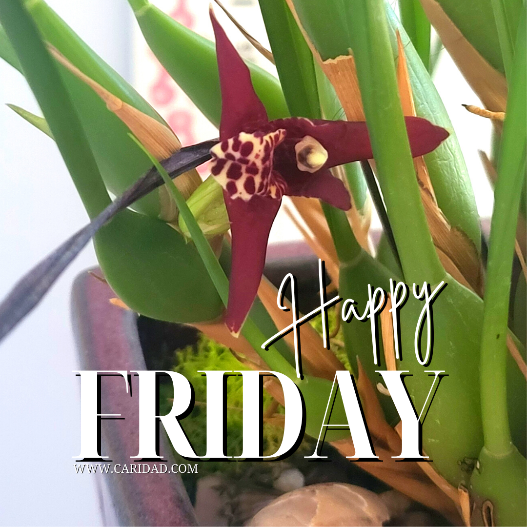 happy friday