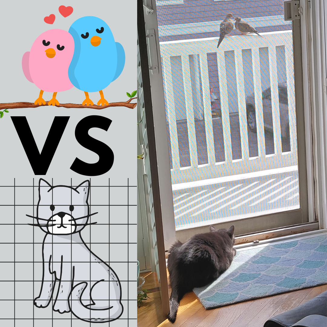 cat vs bird