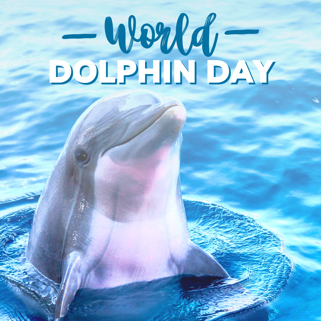 whale dolphin