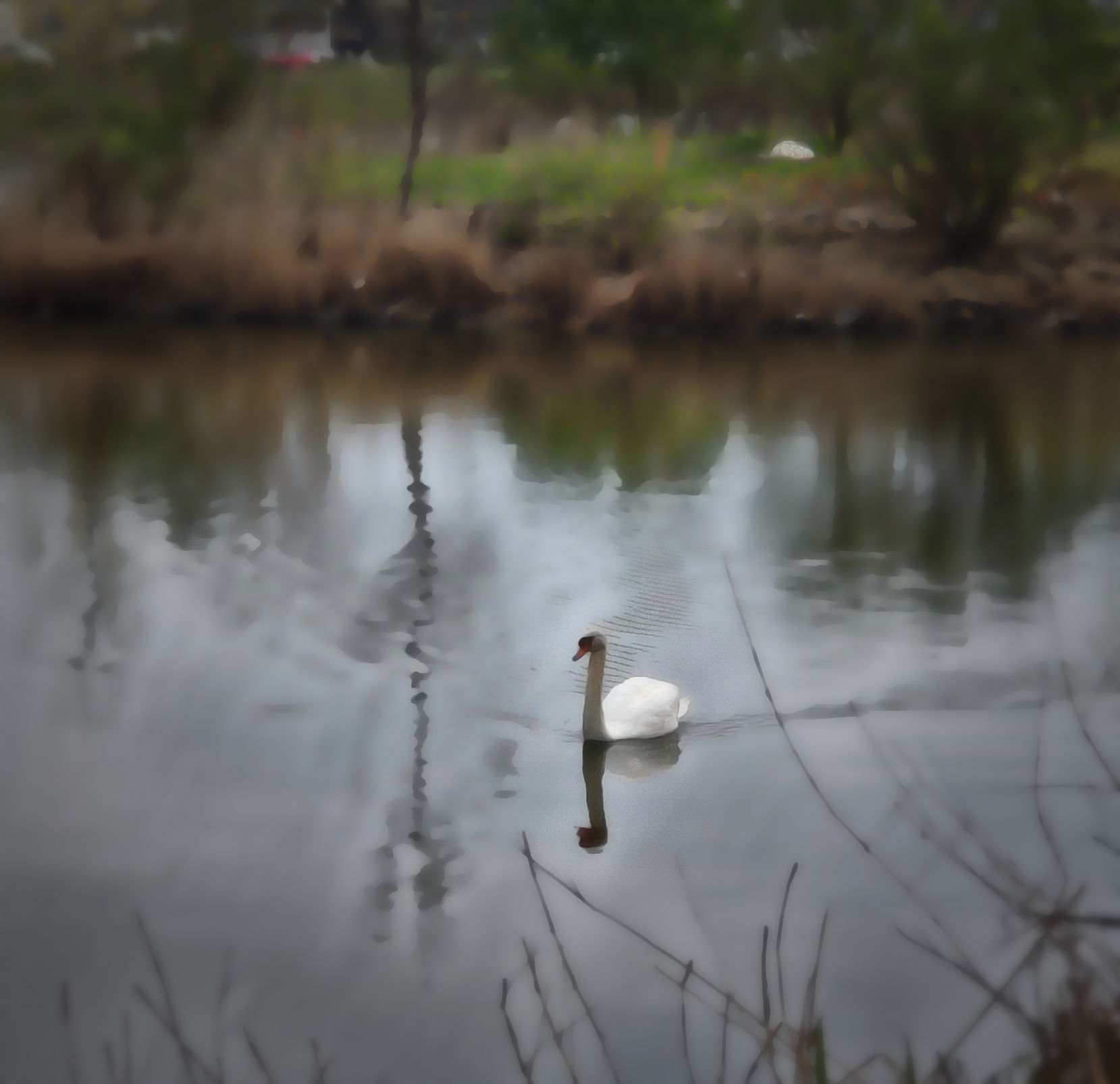 swans silver lake wellness walk with wildlife