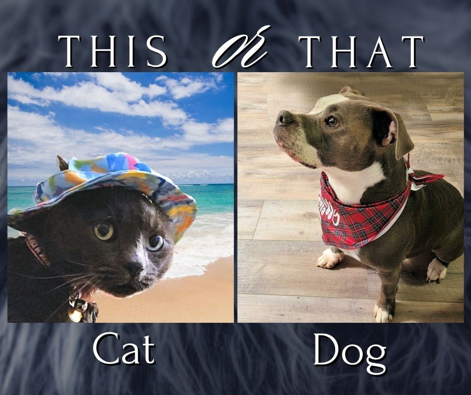 this or that cat or dog