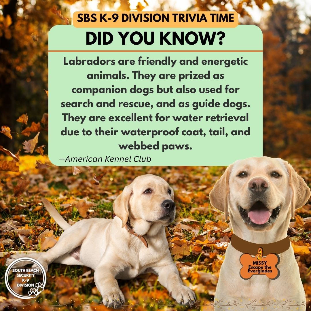 labrador retrievers