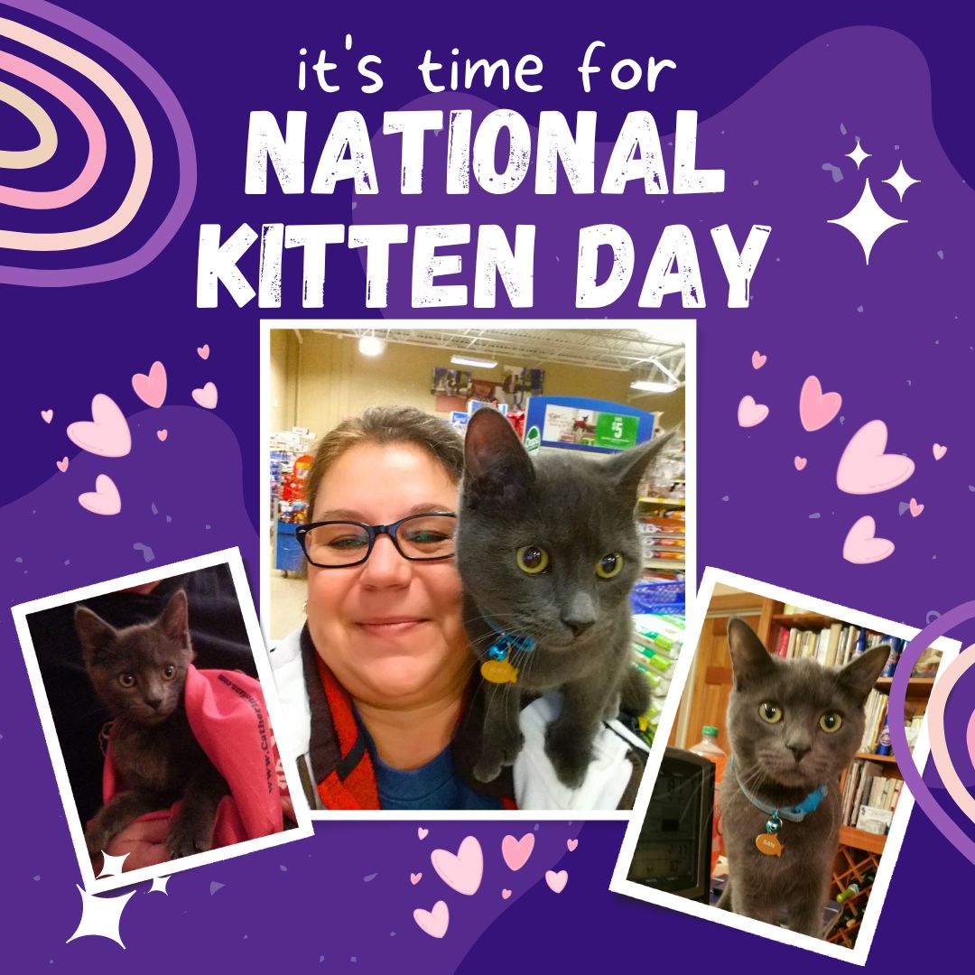 National Kitten Day