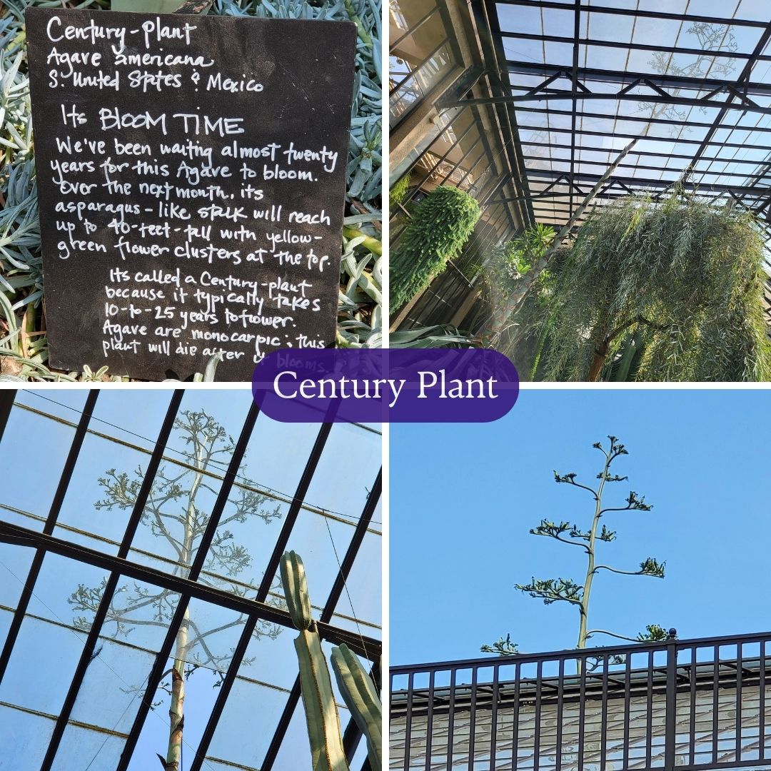 century plant