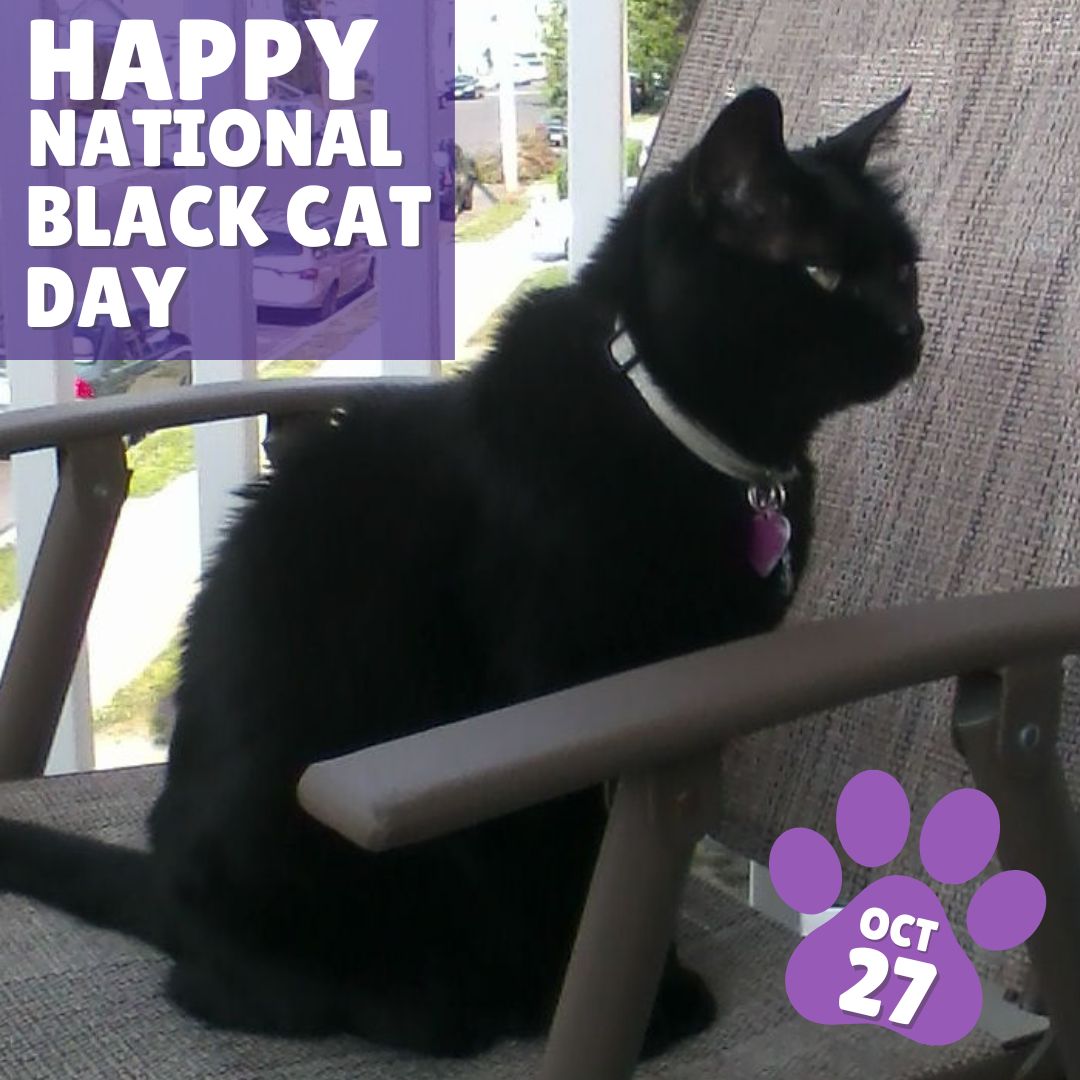 National Black Cat Day