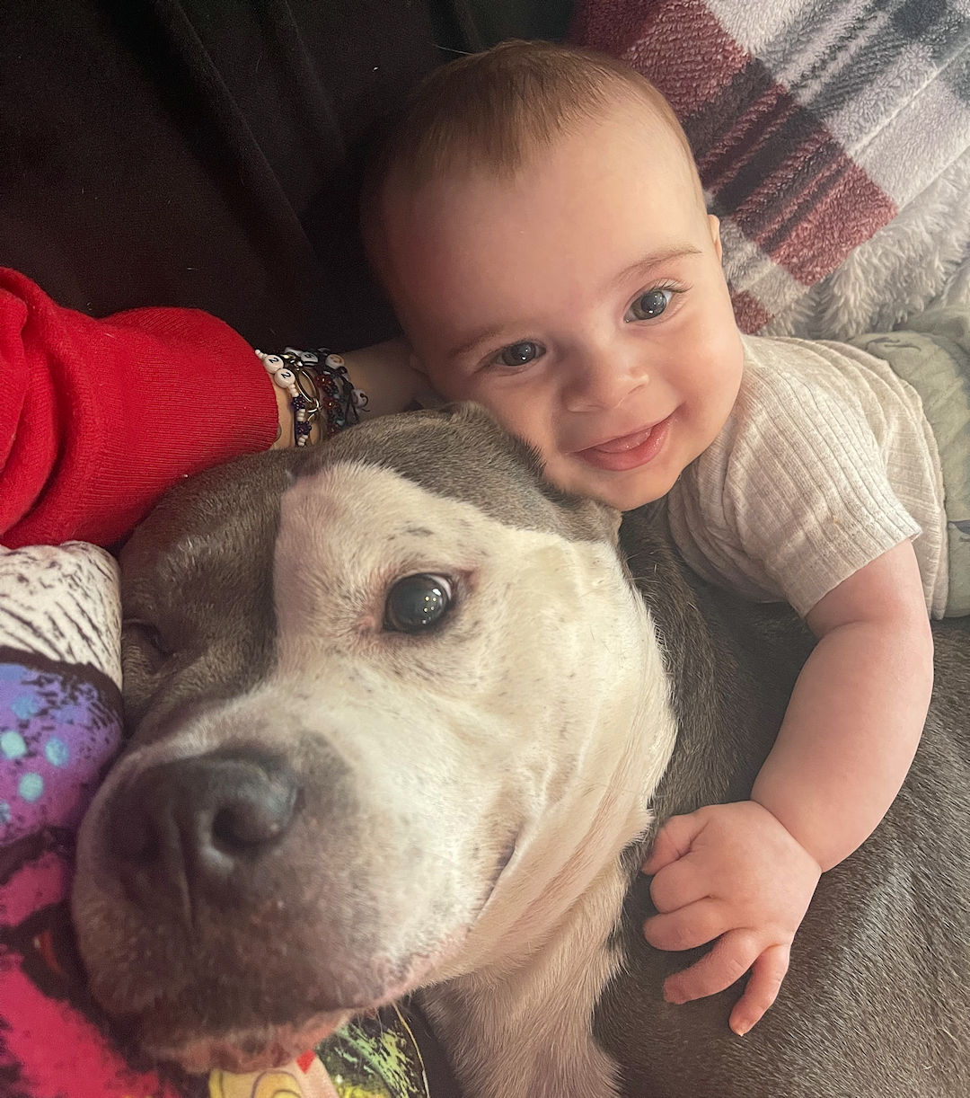 baby and pittie