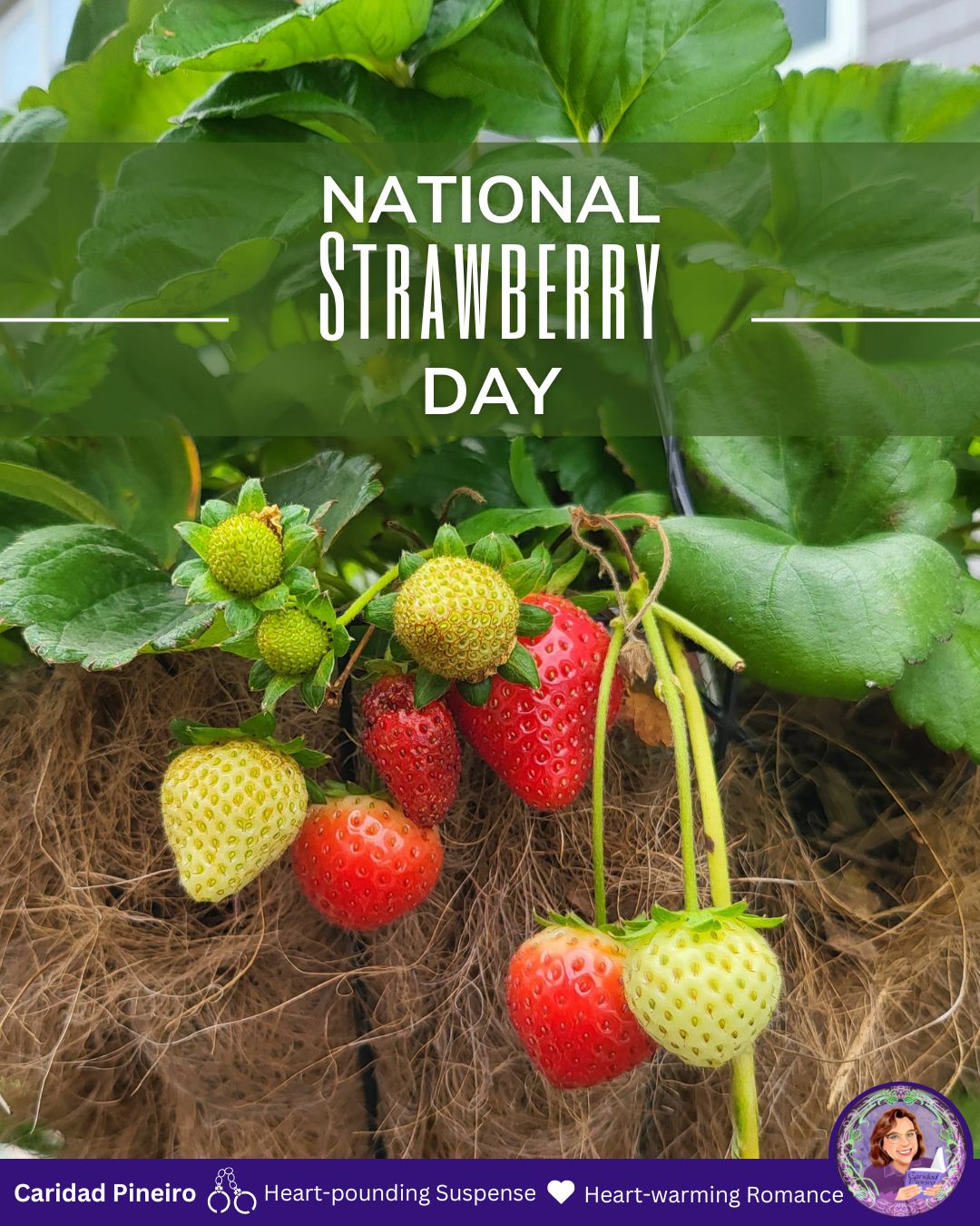 strawberry day contemporary romance