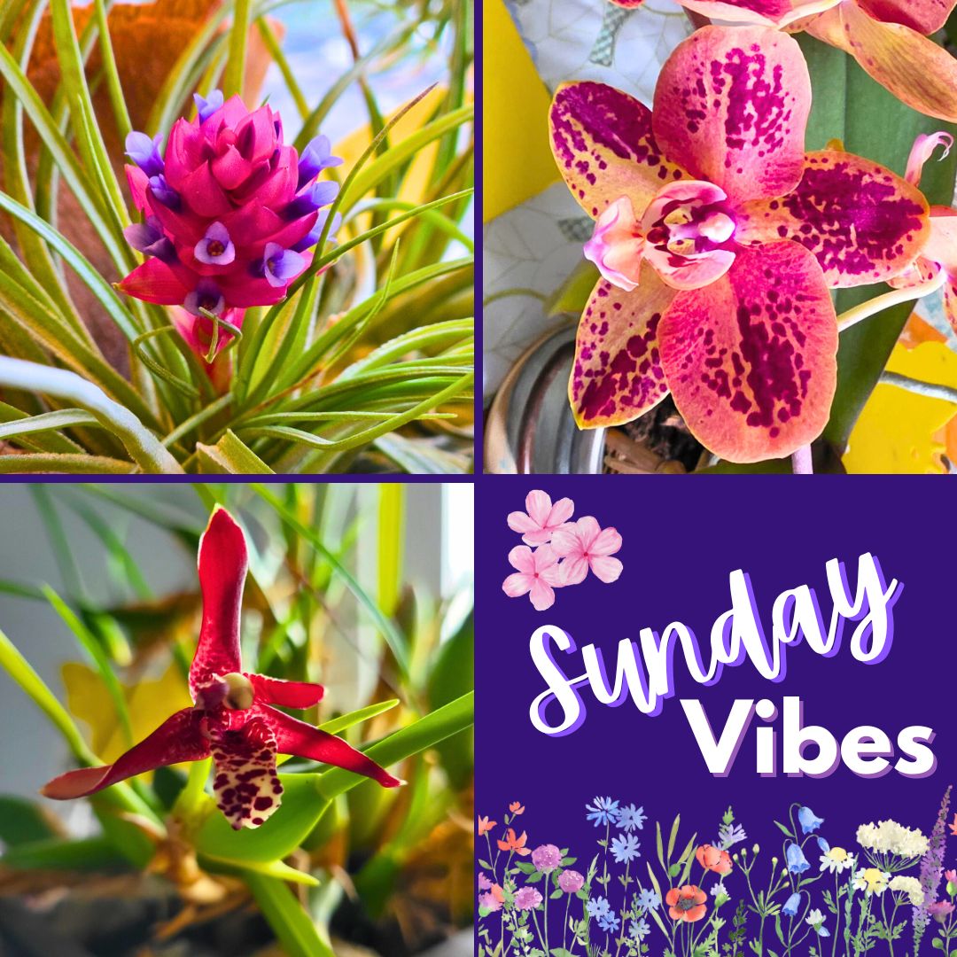 houseplant flowers