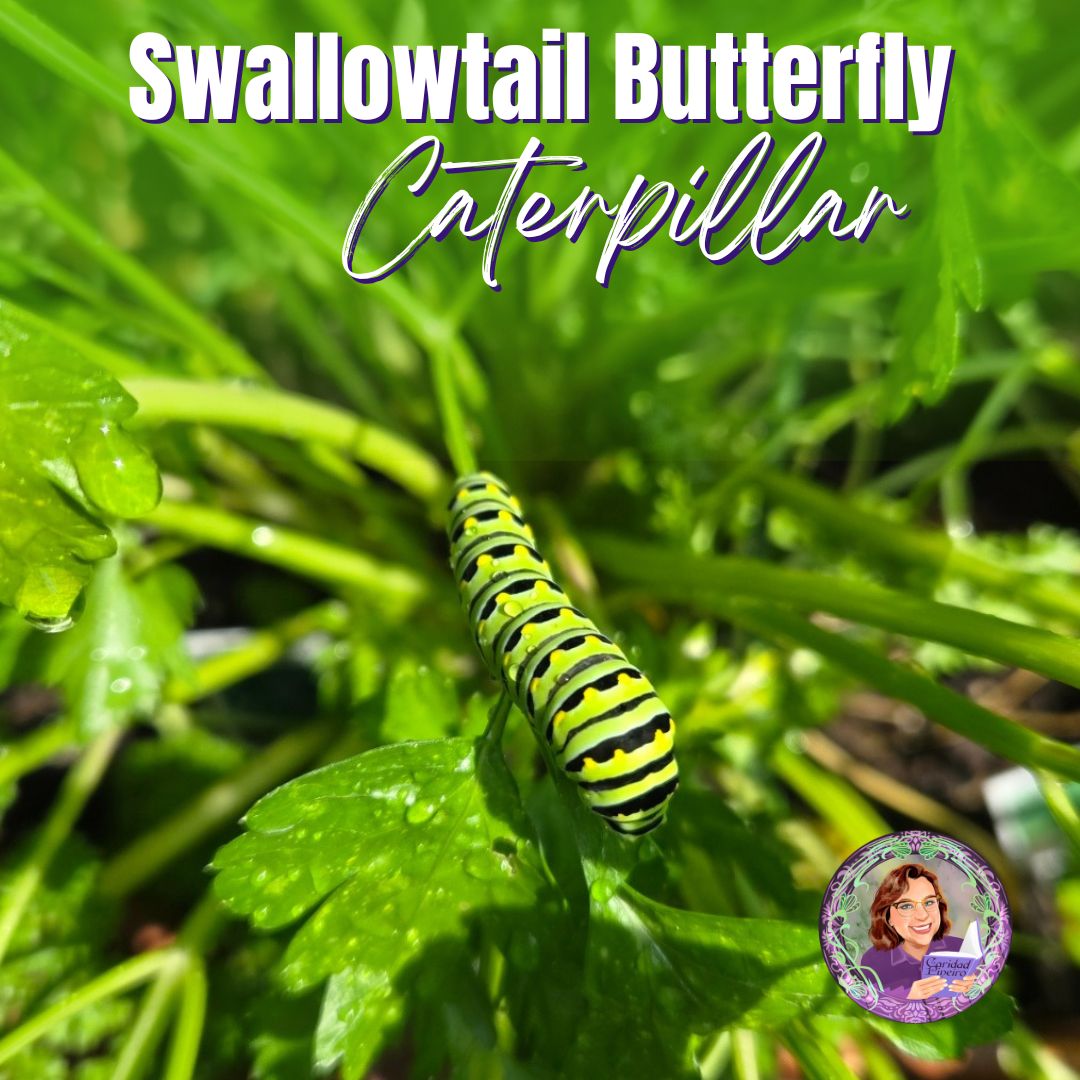 Swallowtail butterfly