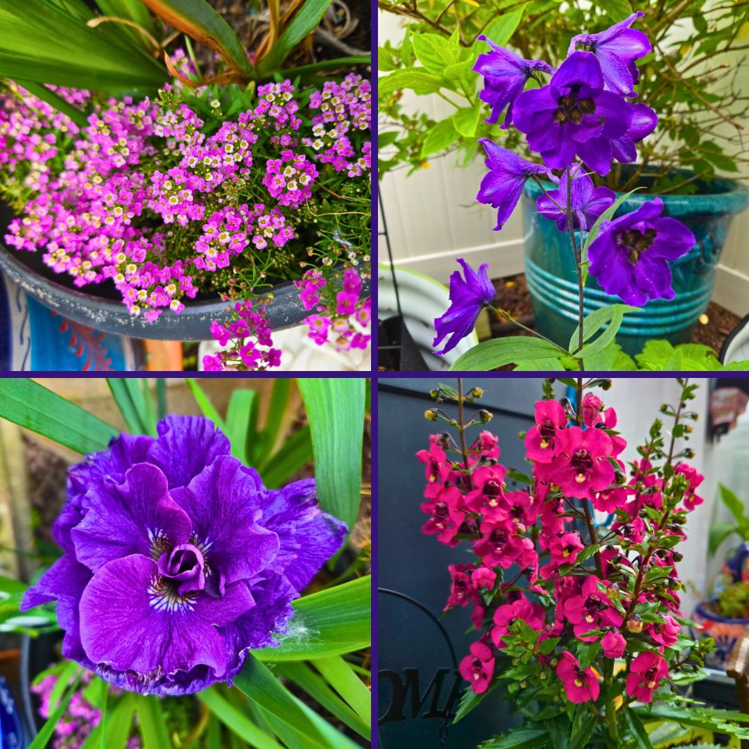 summer flowers