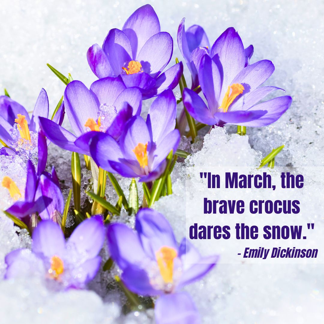 brave crocus