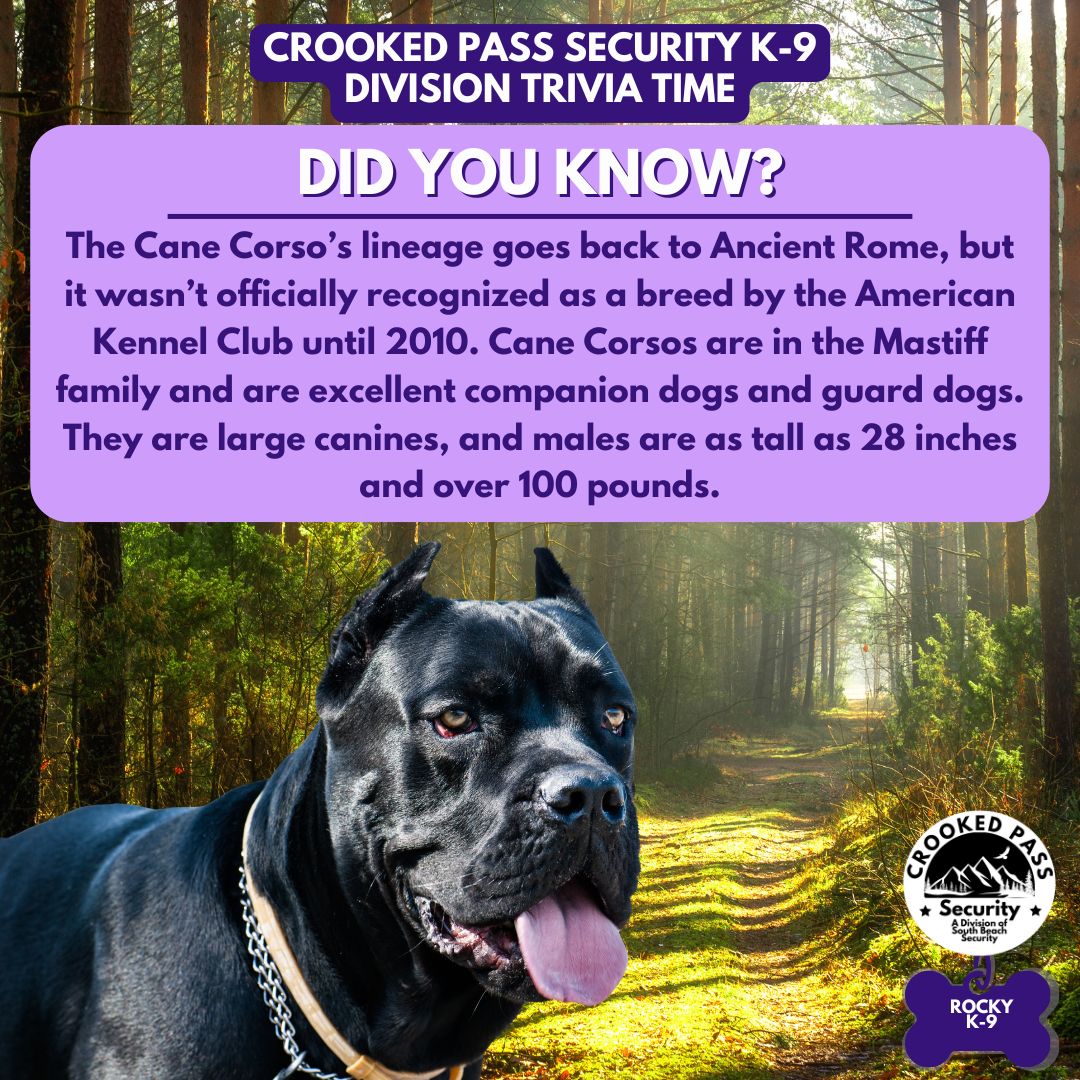 cane corso