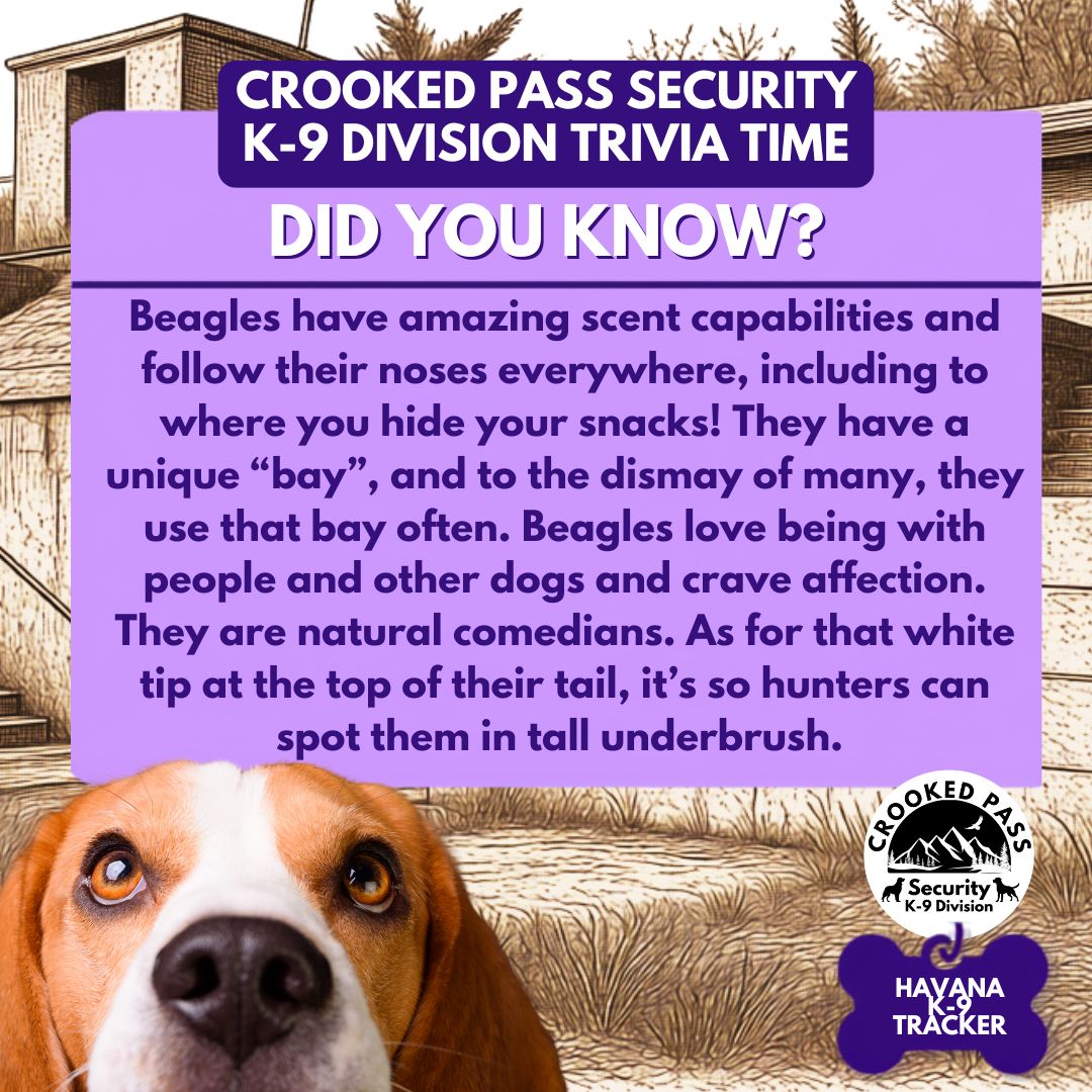 k-9 agent beagle