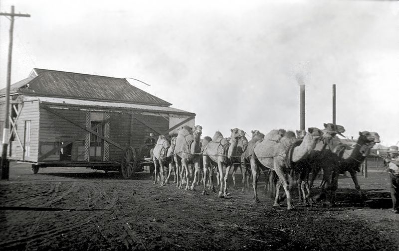 Camel Train